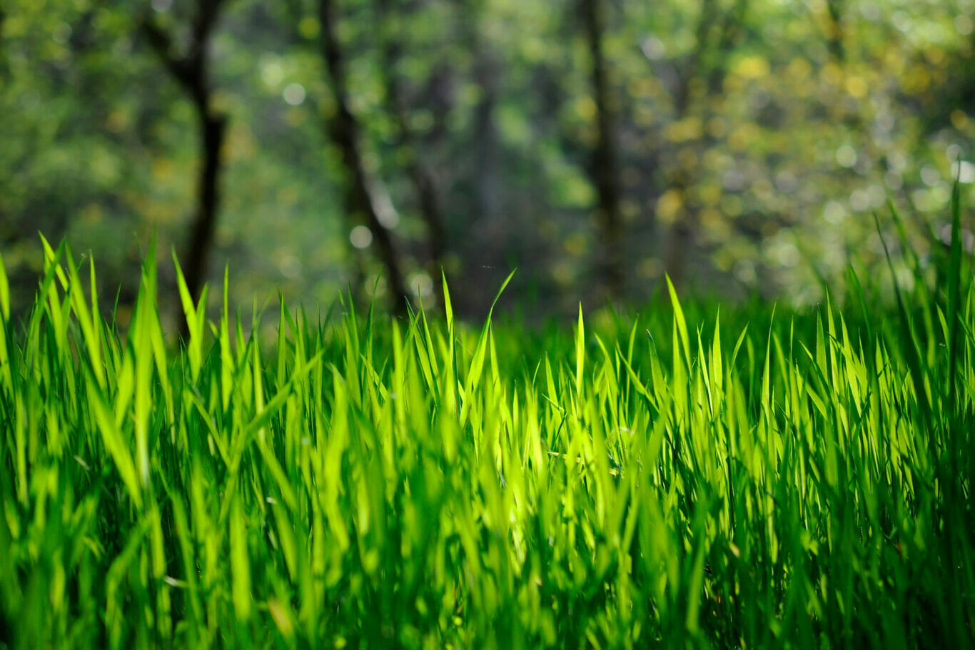 Blades of Grass