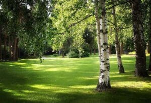 Benefits of Starting a Tree Business