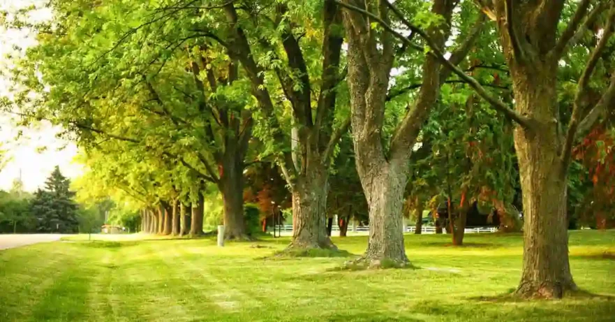 Lush Green Trees