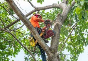 Man With Chainsaw in Tree