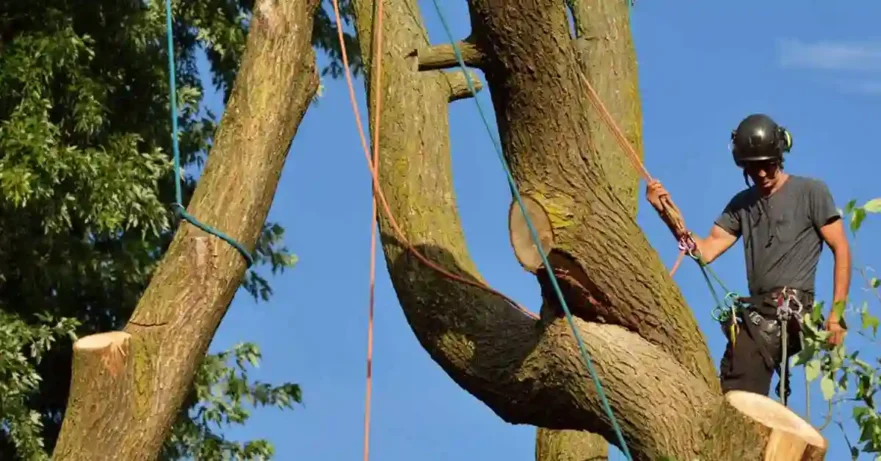 Worker in Tree Using Ropes