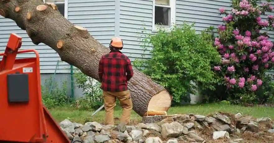 Tree put in Wood Chipper