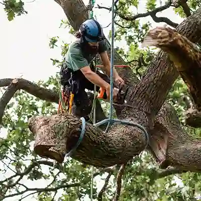 Tree service software used by man cutting limb