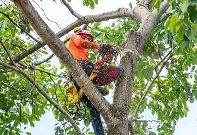 Man with chainsaw Cutting Tree Branch