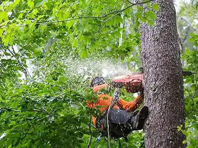 Man with chainsaw cutting tree branch learing how to become an arborist